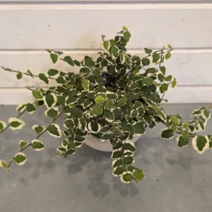 Ficus repens 'Variegated' 4in.