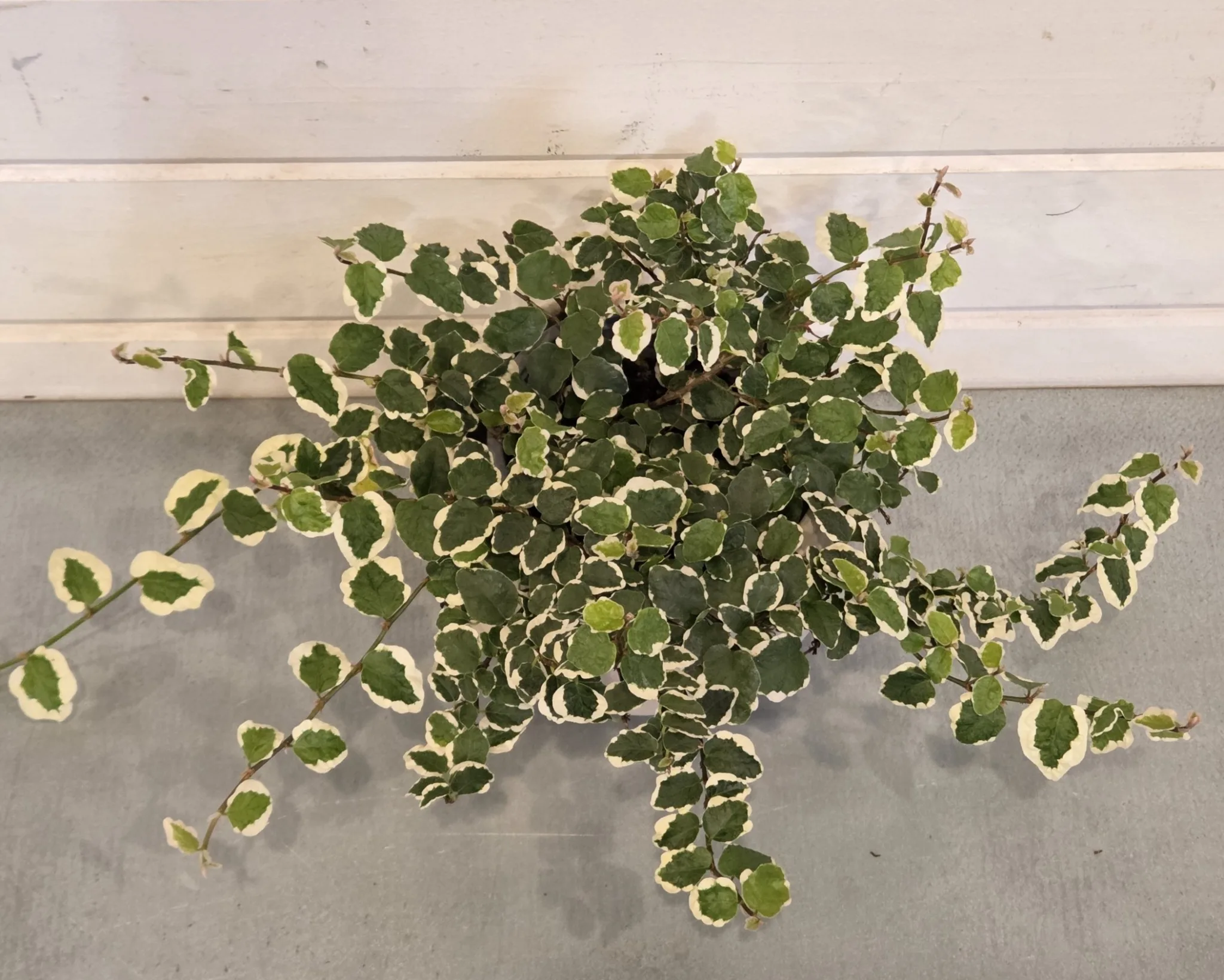 Ficus repens 'Variegated' 4in. - Image 2