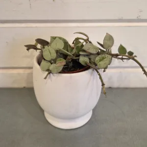 Hoya 'Arctic' 2.5in