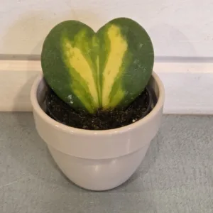 Hoya kerrii 'Hearth Flame' 2.5in.