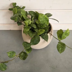 Hoya crassipetiolata