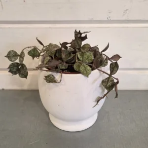 Hoya curtisii 2.5in