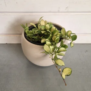Hoya heuschkeliana 'Variegated' 4in.