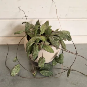 Hoya sigillatis