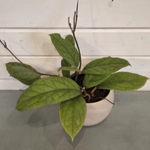 Hoya vittelinoides 4in.