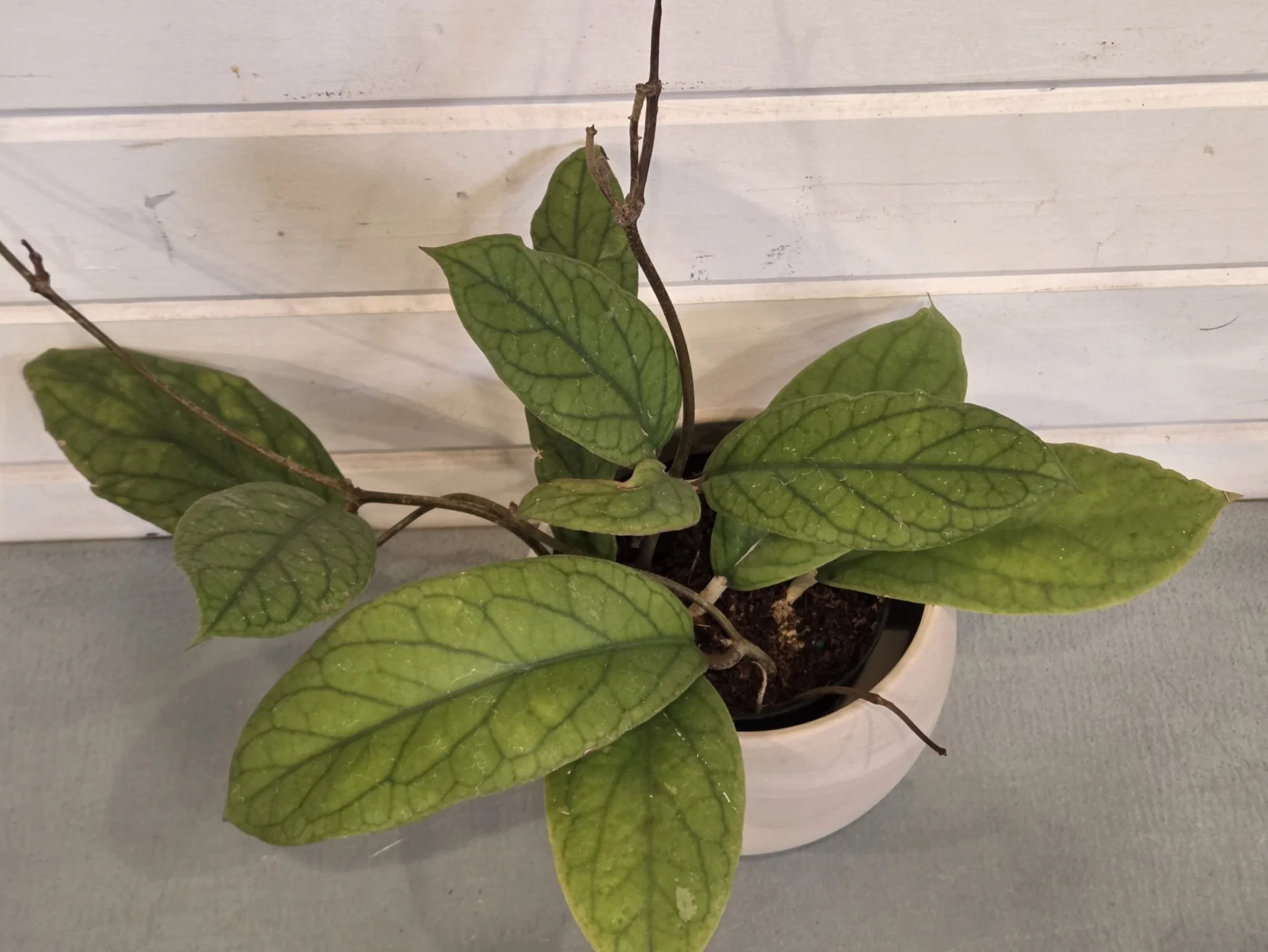 Hoya vittelinoides 4in. - Image 2