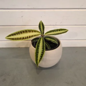 Labisia 'Jabi' 4in.