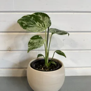 Monstera 'Bulbasaur' 4in.