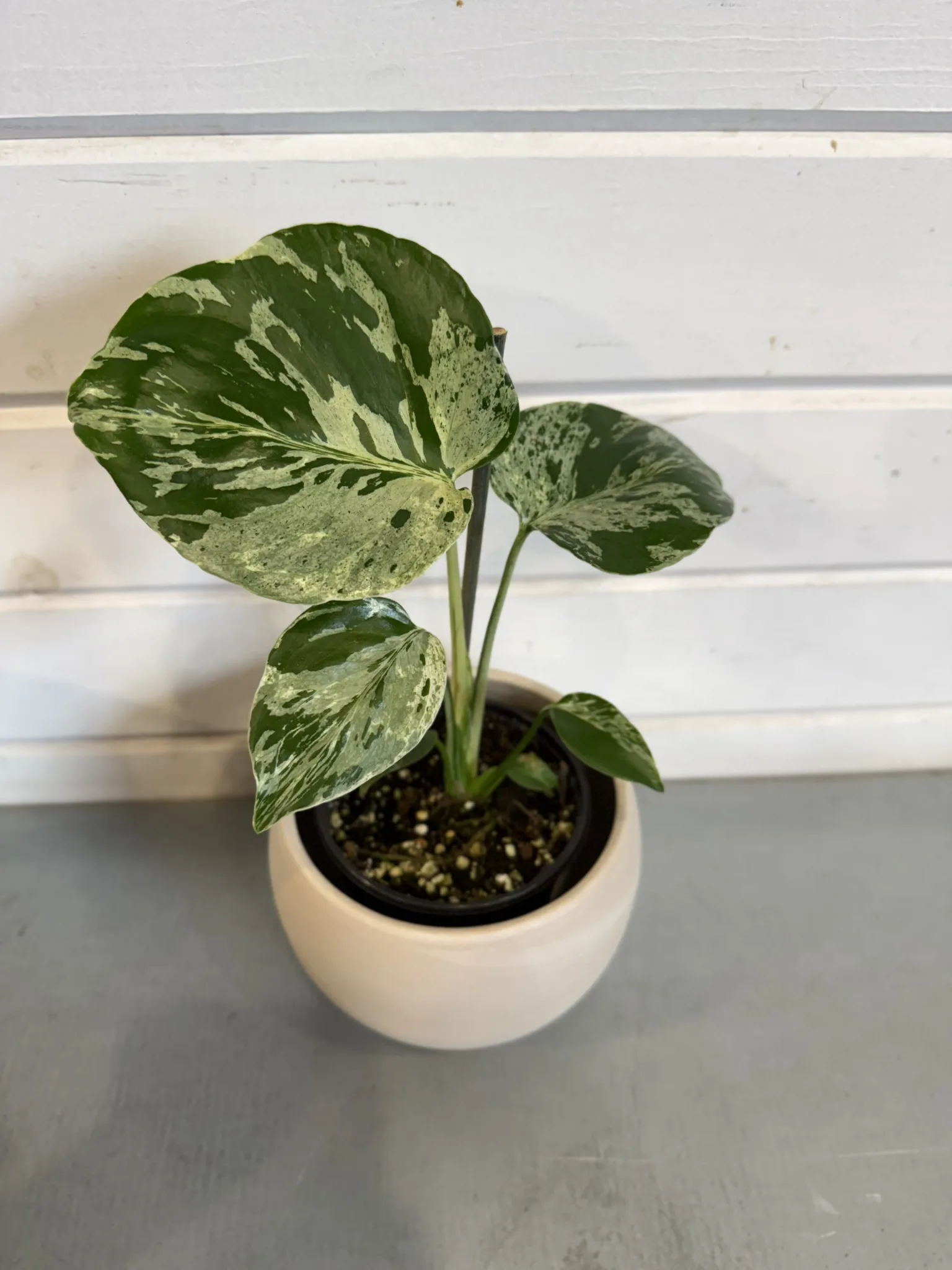 Monstera 'Bulbasaur' 4in. - Image 2