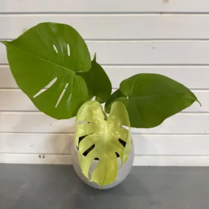 Monstera 'Lemon Lime' 6in.
