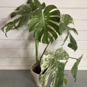 Monstera 'White Monster' 12cm