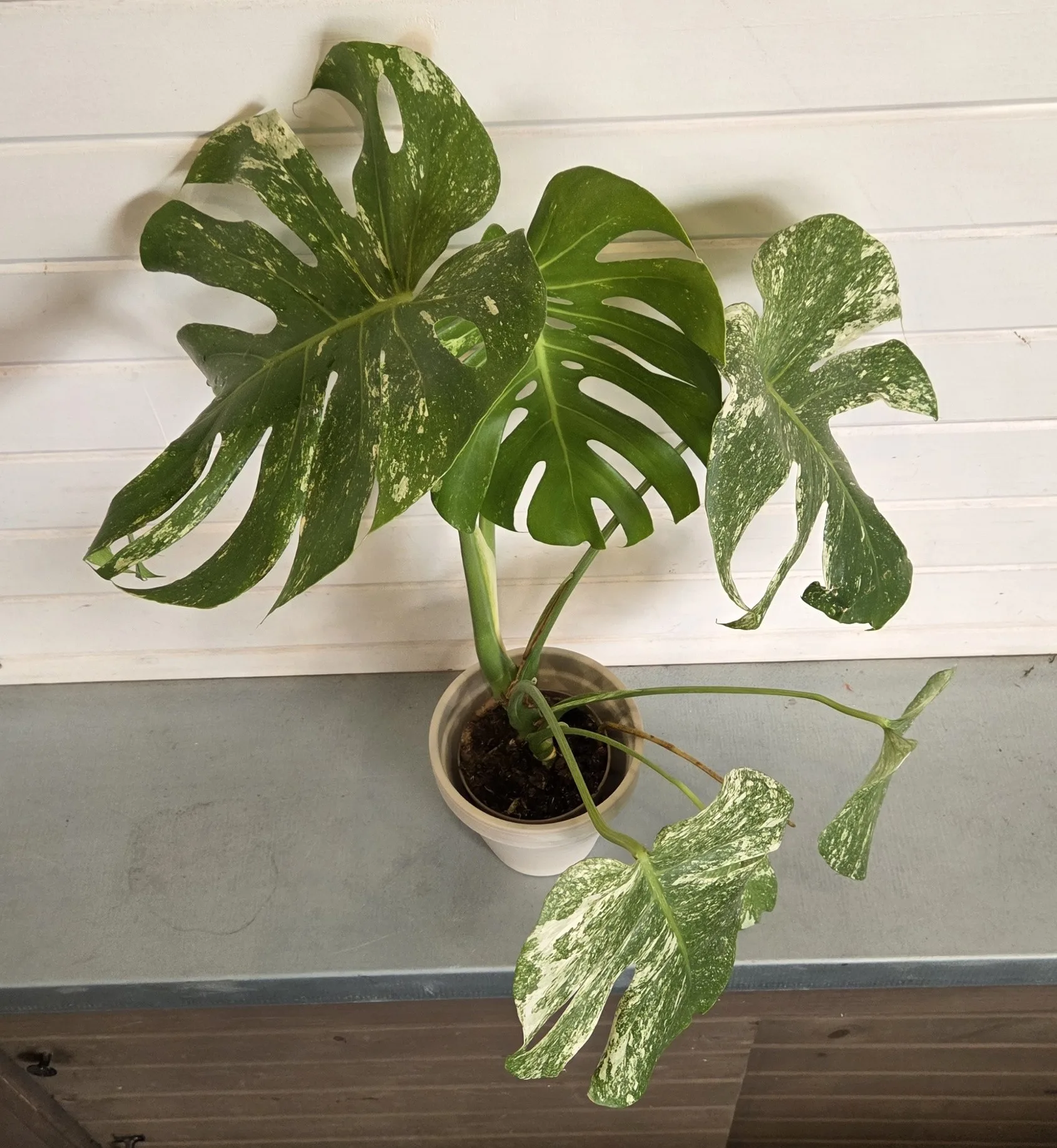 Monstera 'White Monster' 12cm - Image 2