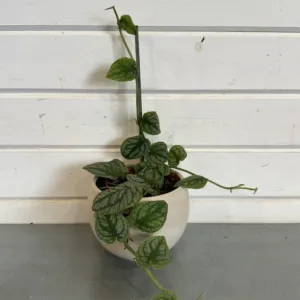 Monstera dubia