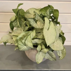 Arrowhead 'White Butterfly' 6in.