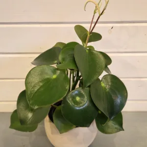 Peperomia 'Raindrop'