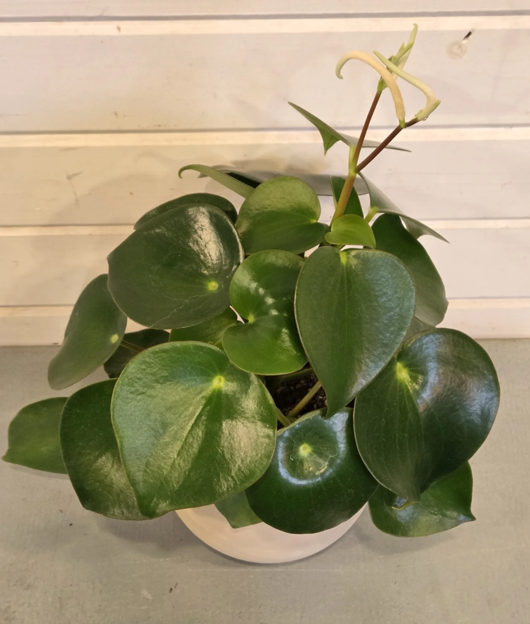Peperomia 'Raindrop' - Image 2