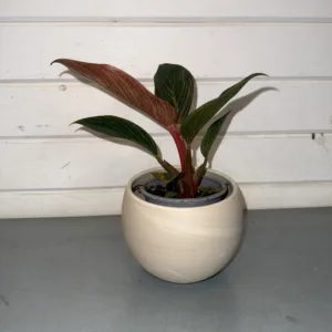 Philodendron 'Birkin Pink' 4in.