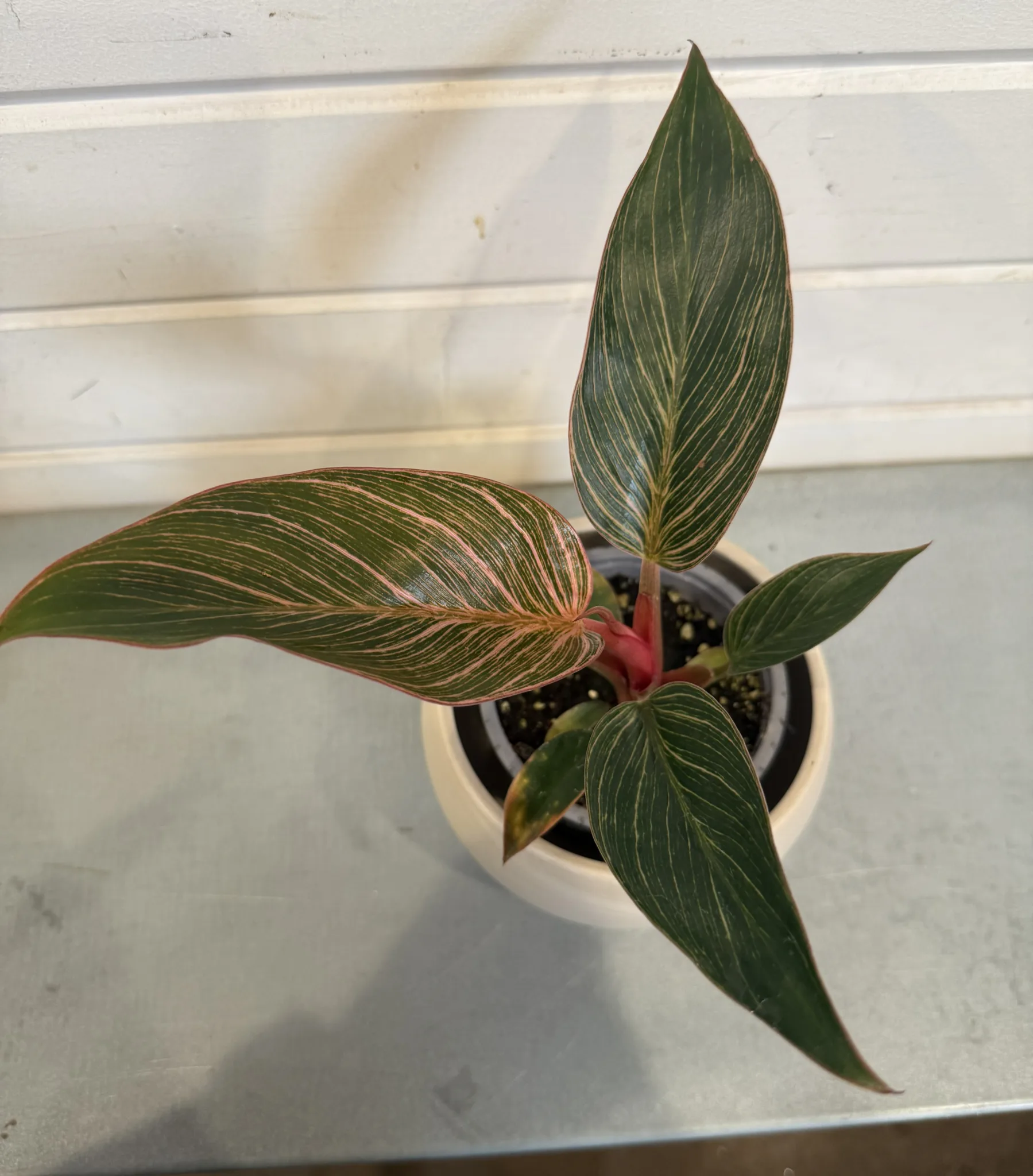 Philodendron 'Birkin Pink' 4in. - Image 2