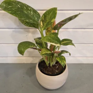 Philodendron 'Green Congo Nuclear Variegated' 4in.