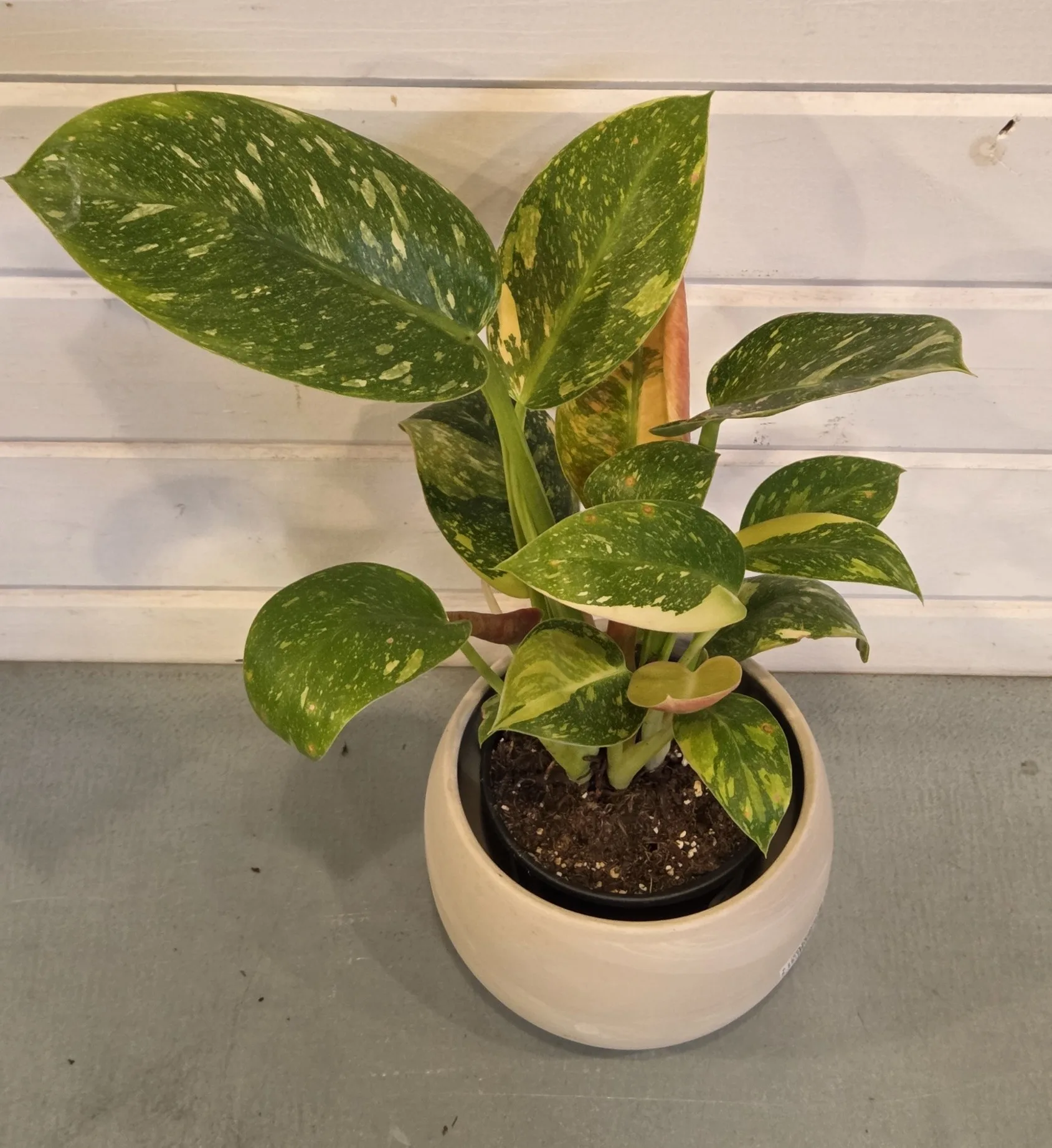 Philodendron 'Green Congo Nuclear Variegated' 4in. - Image 2