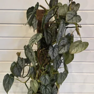 Philodendron brandtianum 17cm Climb-itt