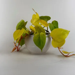Philodendron cordatum 'Lemon Lime'