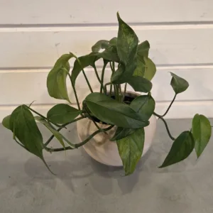 Pothos 'Baltic Blue' 4in