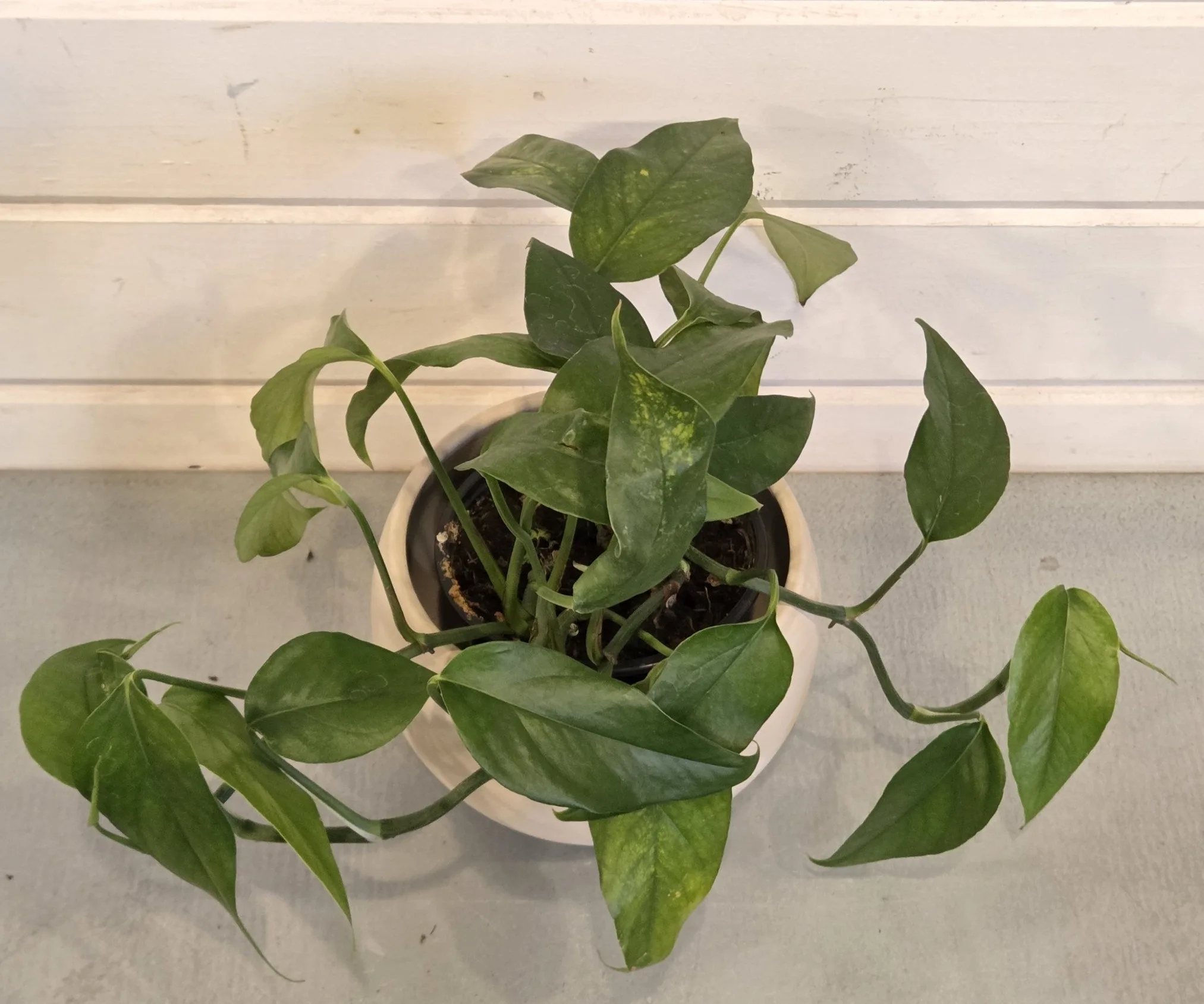 Pothos 'Baltic Blue' 4in - Image 2