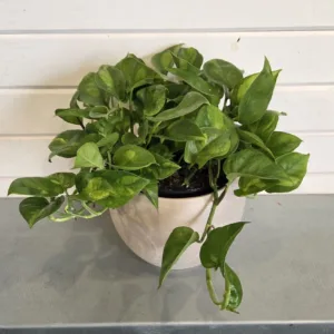 Pothos 'Global Green' 6in.