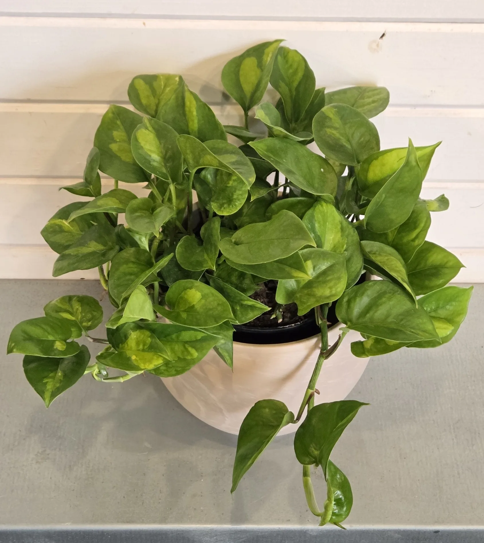 Pothos 'Global Green' 6in. - Image 2