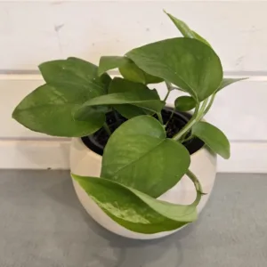 Pothos 'Jade' 4in