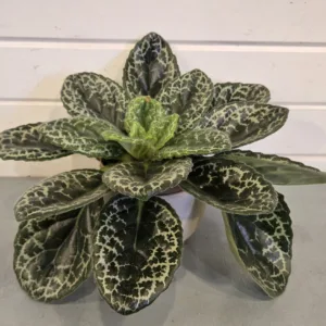 Primulina 'Pretty Turtle' 12cm