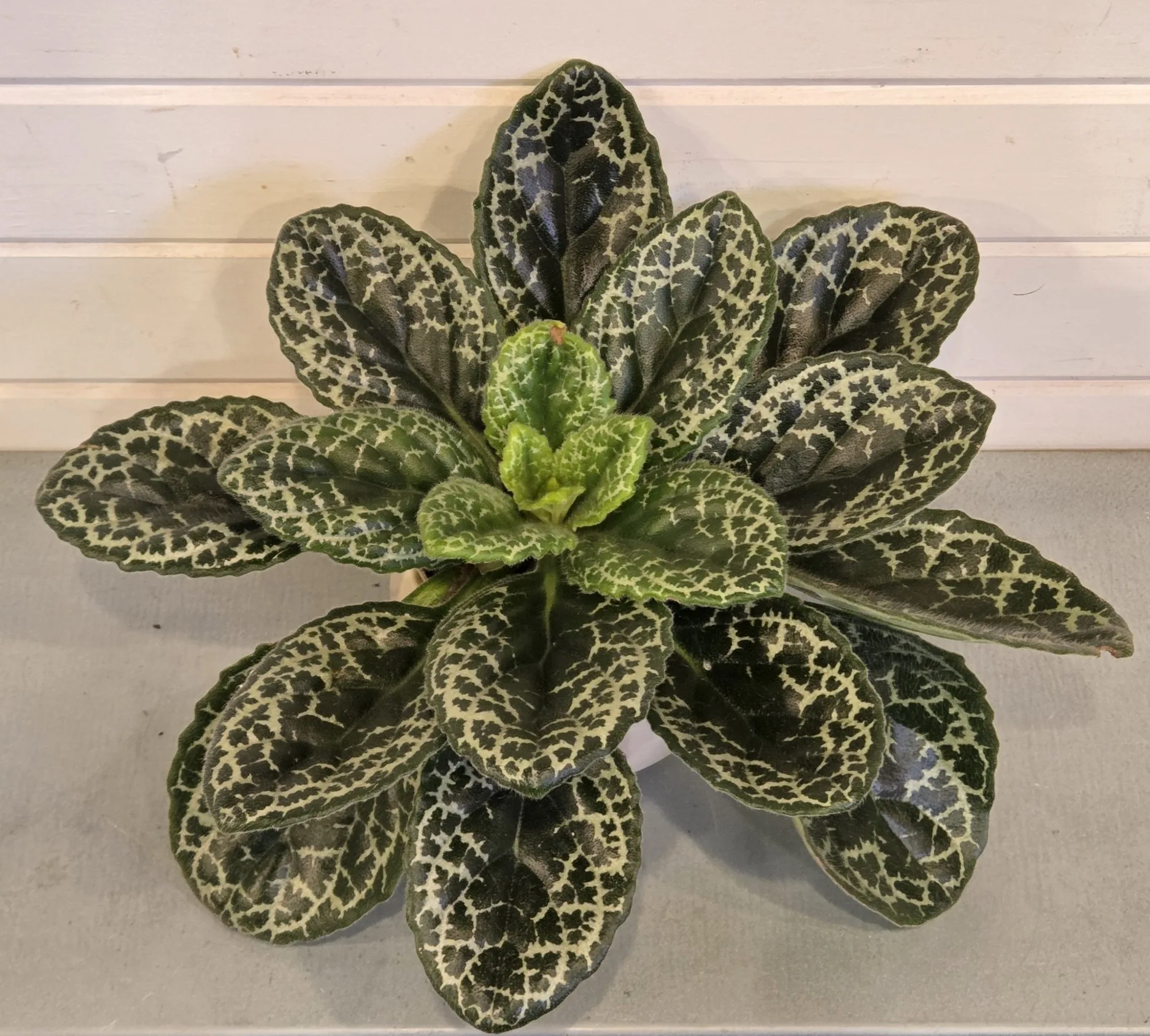 Primulina 'Pretty Turtle' 12cm - Image 2