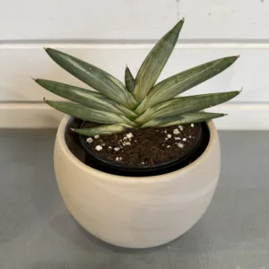 Sansevieria 'Boncel Variegated' 4in.