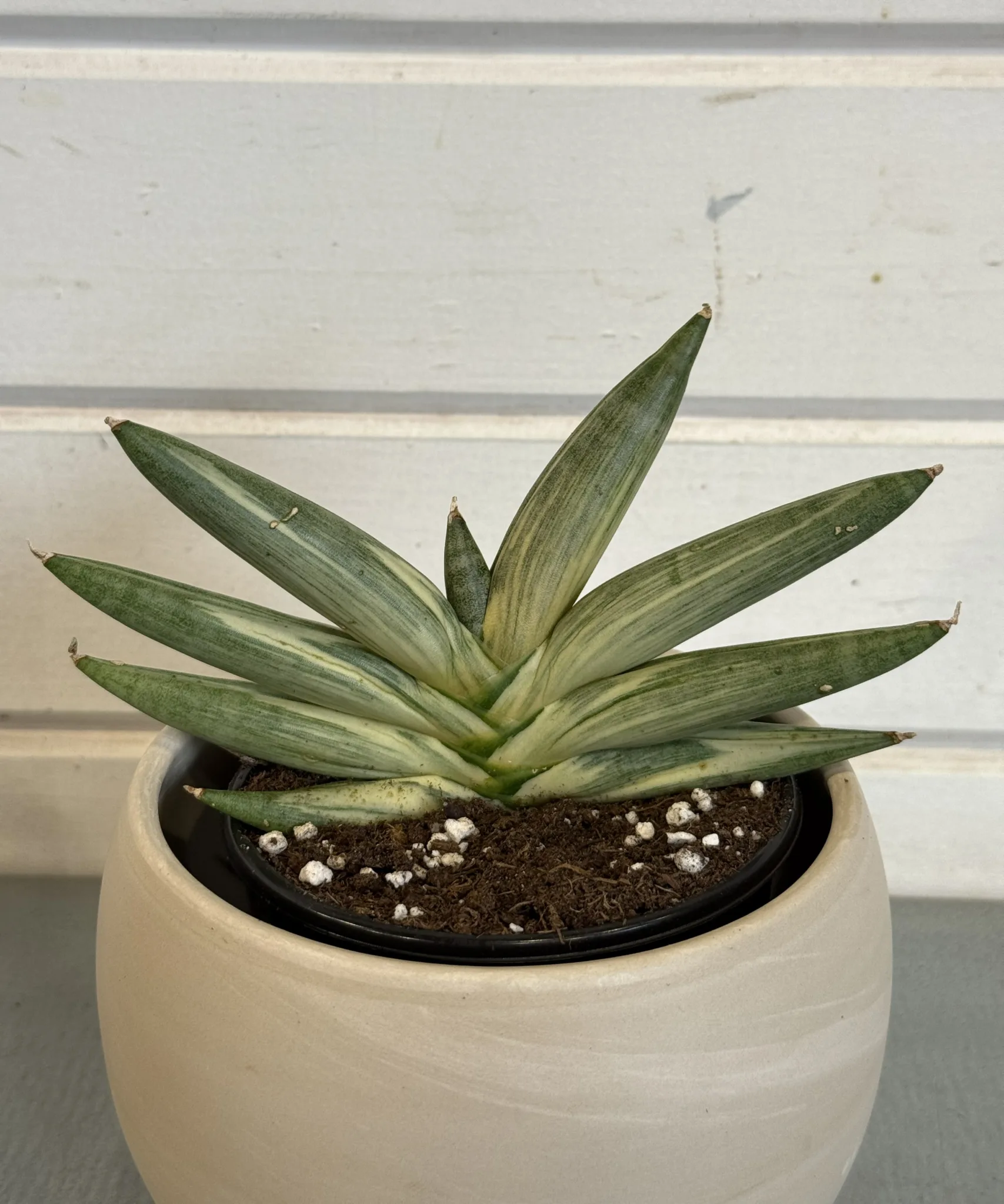 Sansevieria 'Boncel Variegated' 4in. - Image 2