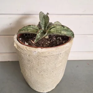 Sansevieria 'Cleopatra'
