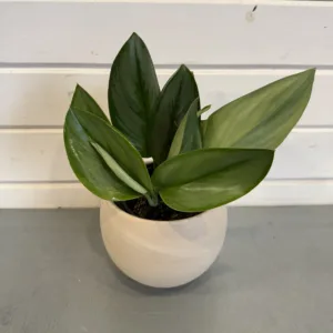 Satin Pothos 'Moonlight' 4in.