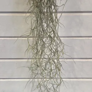 Live Spanish Moss, Common