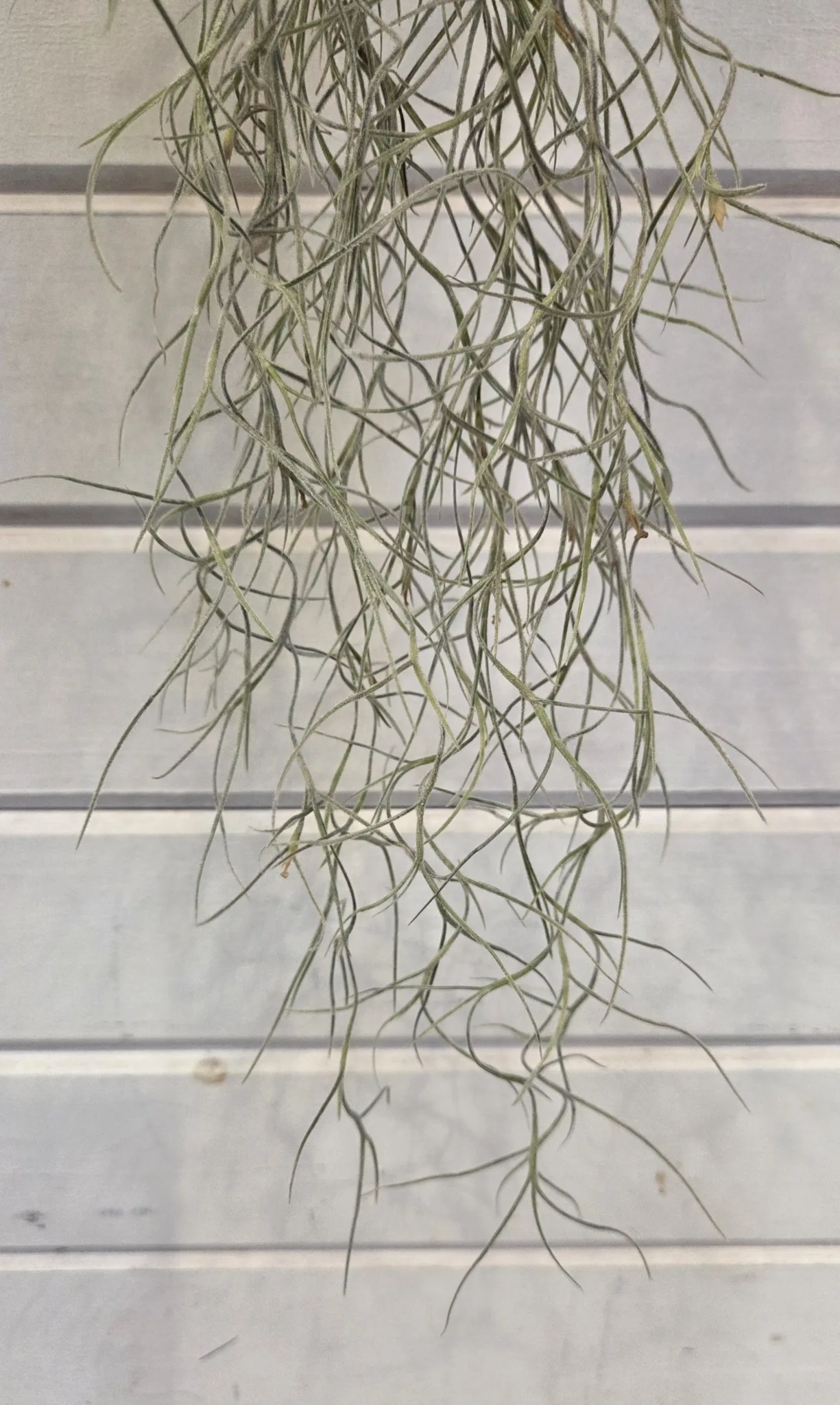 Live Spanish Moss, Common - Image 2