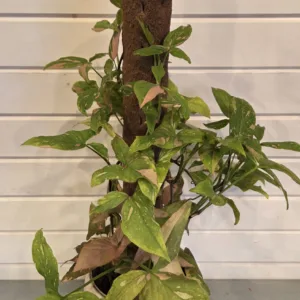Syngonium Pink Splash 17cm Climb-Itt