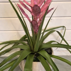 Tillandsia 'Antonio' 6in.