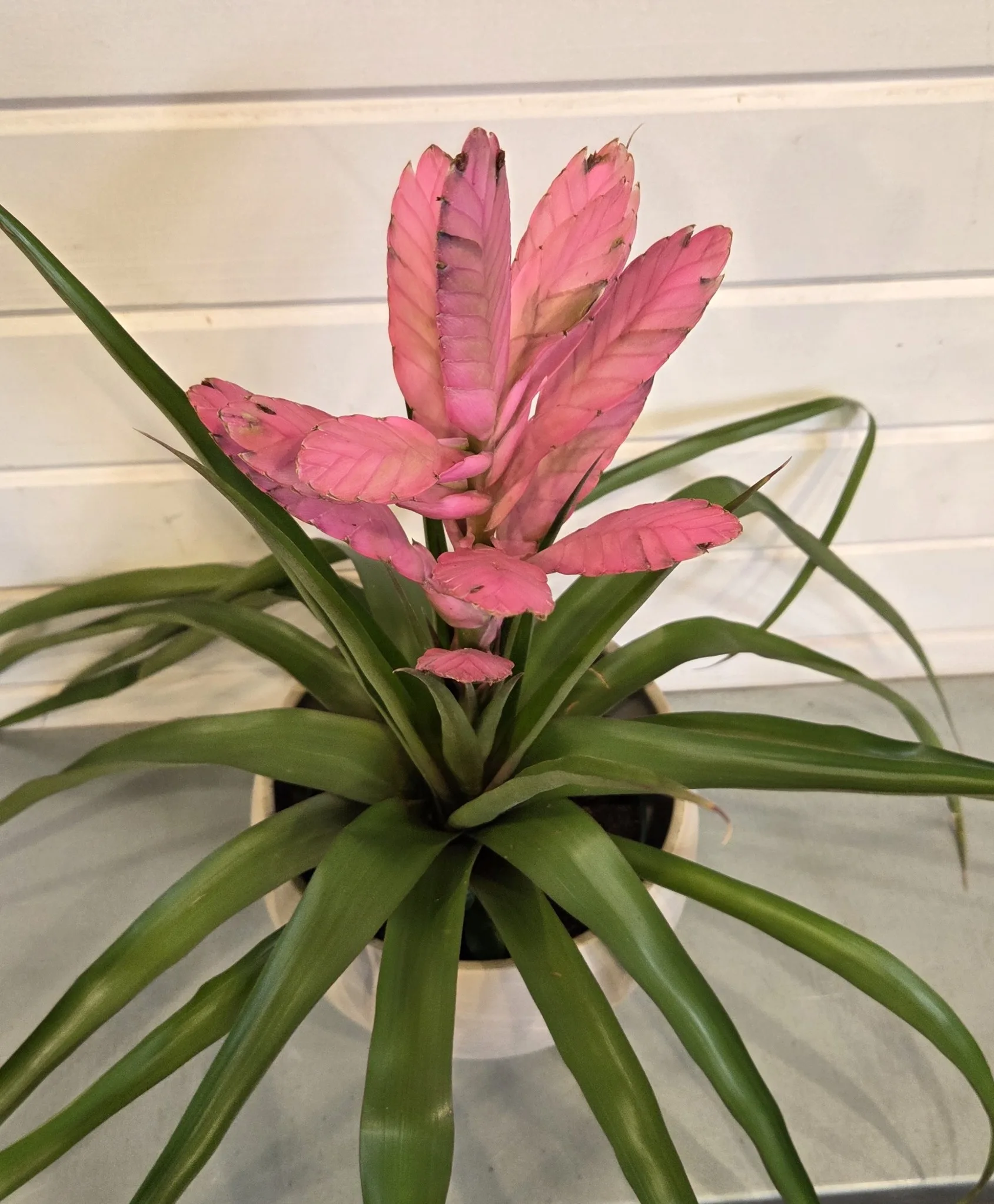 Tillandsia 'Antonio' 6in. - Image 2