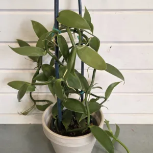 Orchid- Vanilla planifolia 5in.