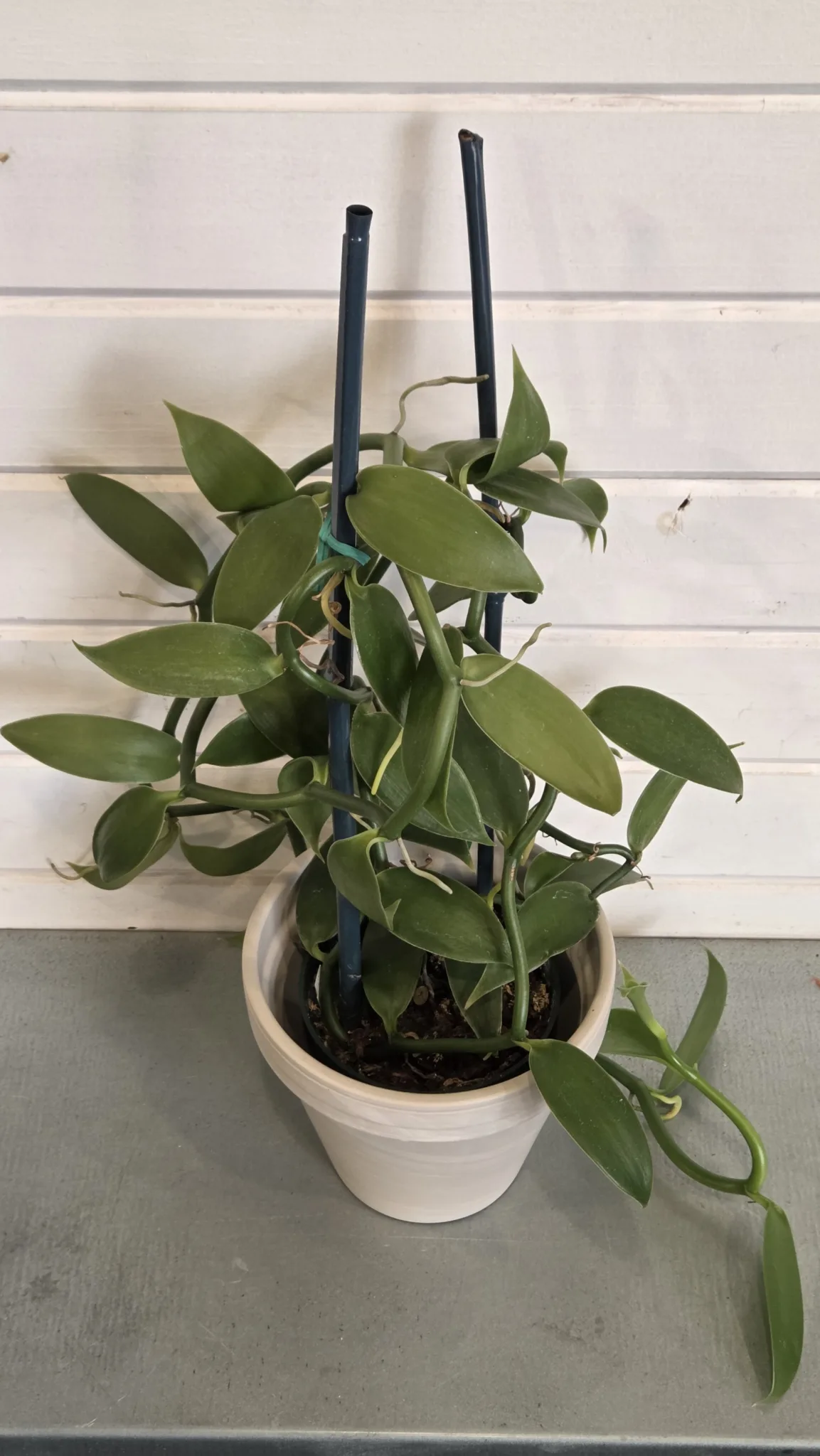 Orchid- Vanilla planifolia 5in. - Image 2