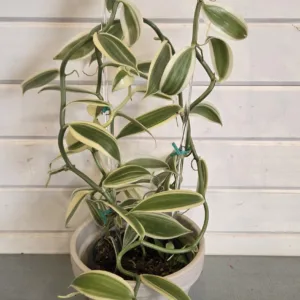 Orchid- Vanilla 'Albo Variegata' 5in.