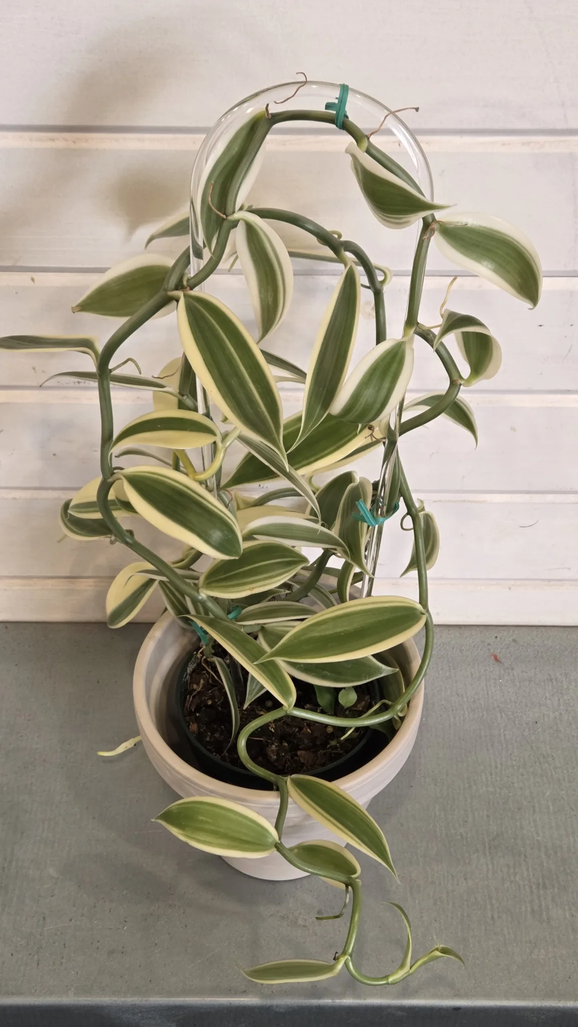 Orchid- Vanilla 'Albo Variegata' 5in. - Image 2