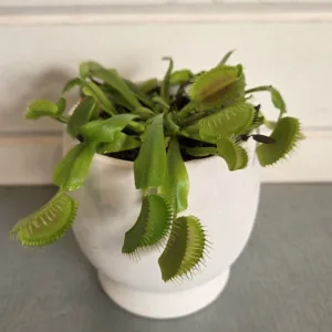 Venus Fly Trap 3in.