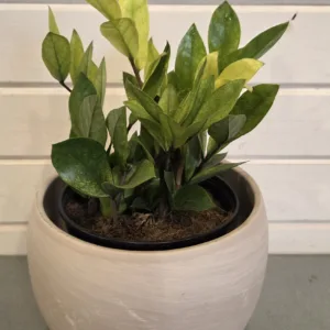 ZZ Plant 'Chameleon' 6in.