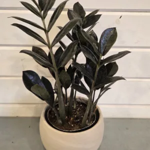 ZZ Plant 'Oscura Black'