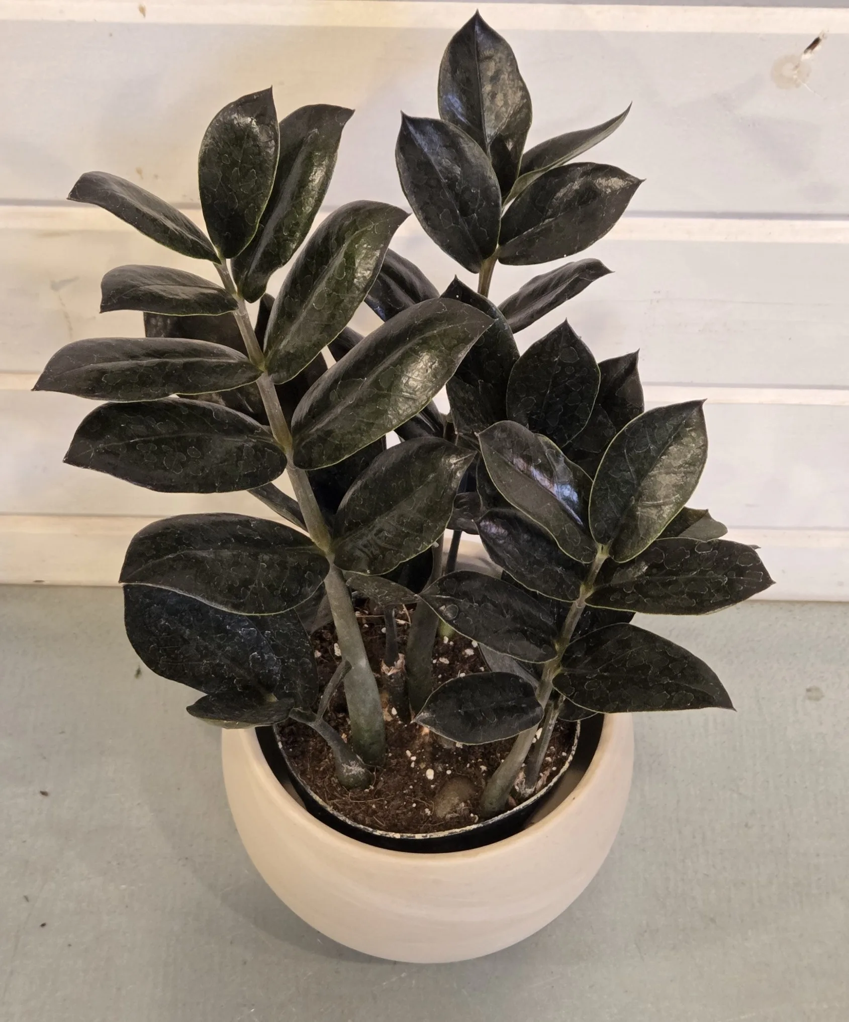 ZZ Plant 'Oscura Black' - Image 2